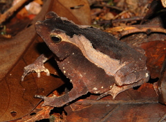 Rhinella castaneotica
