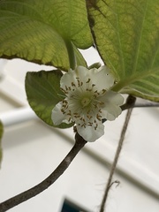 Actinidiaceae