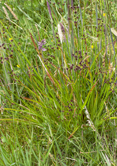 Juncus planifolius