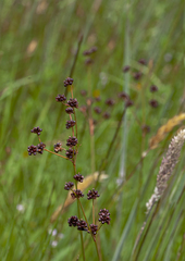 Juncus planifolius