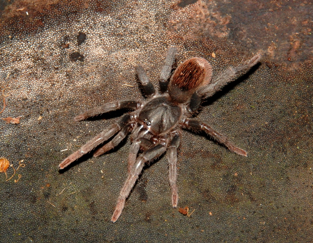 Tmesiphantes from Porto Velho RO, Brasil on December 14, 2012 at 07