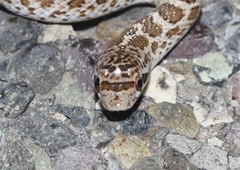 Arizona elegans philipi