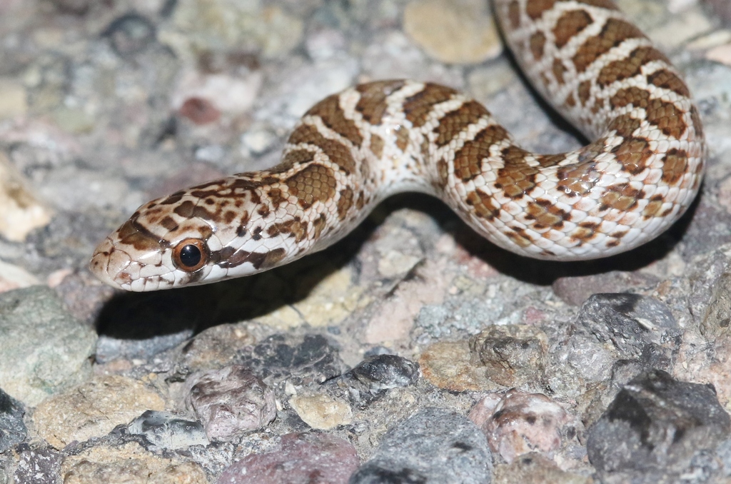 Plains Hognose Snake Pictures - AZ Animals