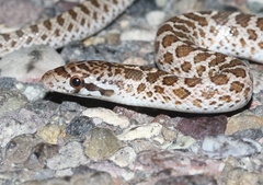 Arizona elegans philipi