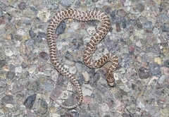 Arizona elegans philipi