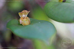 Pleurothallis deflexa