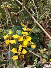 Stigmaphyllon bonariense