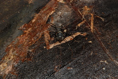 Manaosbiidae