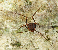 Amazochroma pedroi