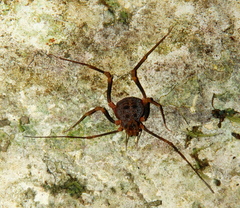 Amazochroma pedroi