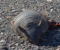 Chaetophractus vellerosus