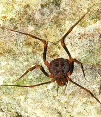Amazochroma pedroi