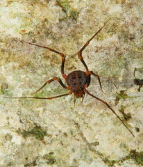 Amazochroma pedroi
