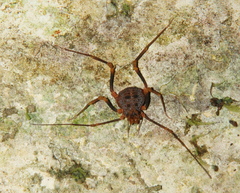 Amazochroma pedroi