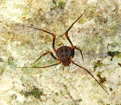 Amazochroma pedroi