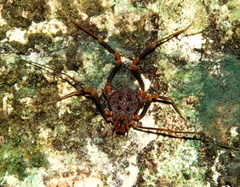 Amazochroma pedroi