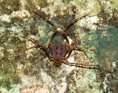 Amazochroma pedroi