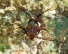 Amazochroma pedroi