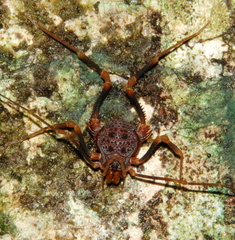 Amazochroma pedroi