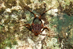Amazochroma pedroi