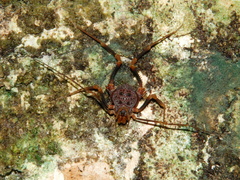 Amazochroma pedroi