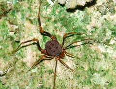 Amazochroma pedroi