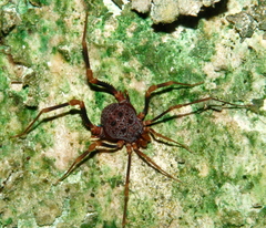 Amazochroma pedroi