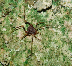 Amazochroma pedroi