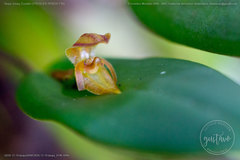 Pleurothallis deflexa