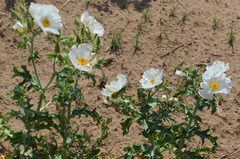 Argemone hunnemannii