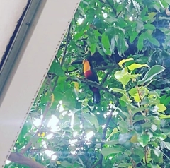 Ramphastos vitellinus ariel