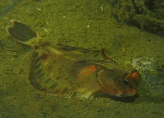 Pleuronichthys