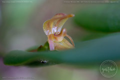 Pleurothallis deflexa