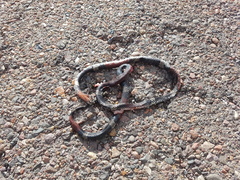 Micrurus pyrrhocryptus