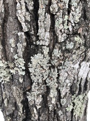 Crespoa crozalsiana