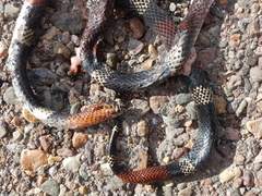 Micrurus pyrrhocryptus