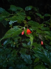 Begonia longirostris