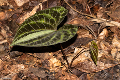 Dioscorea dodecaneura