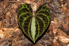 Dioscorea dodecaneura