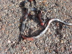 Micrurus pyrrhocryptus