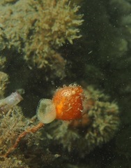 Boltenia villosa