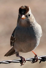 Zonotrichia leucophrys