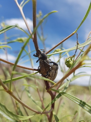 Heilipodus argentinicus