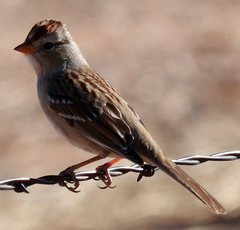 Zonotrichia leucophrys