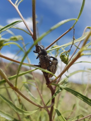 Heilipodus argentinicus