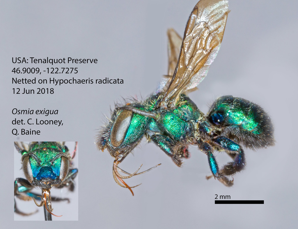 Osmia exigua