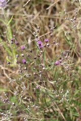 Lessingianthus rubricaulis
