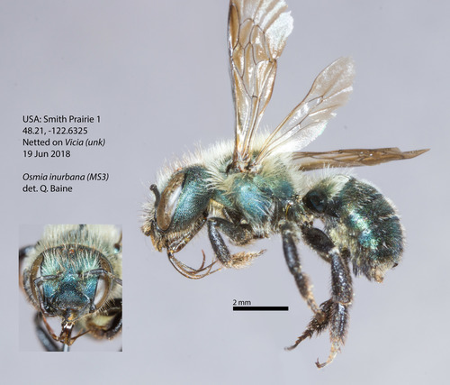 Rude Mason Bee