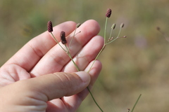 Eryngium ebracteatum