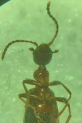 Malporus formicarius